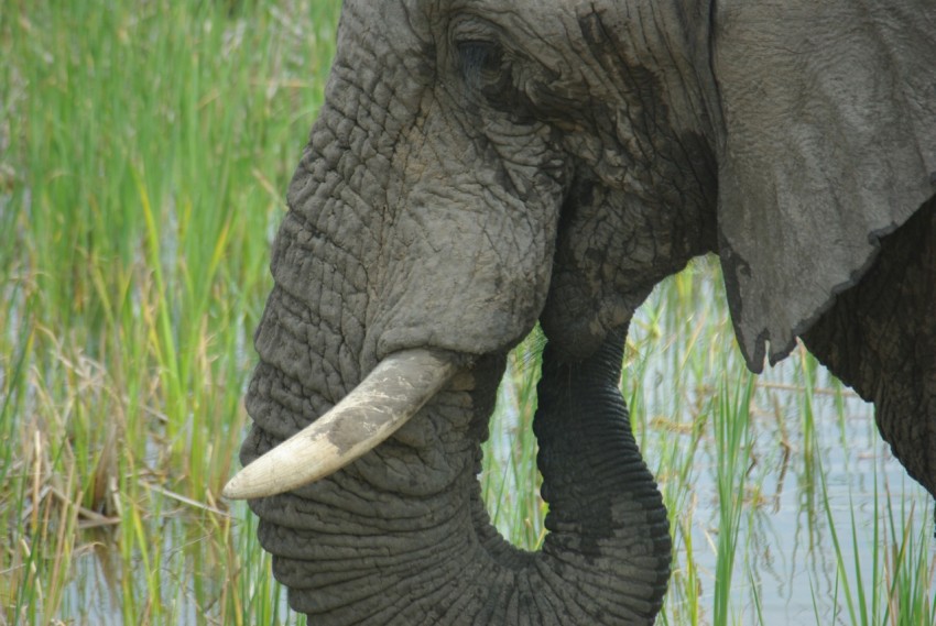 grey elephant on green grass during daytime