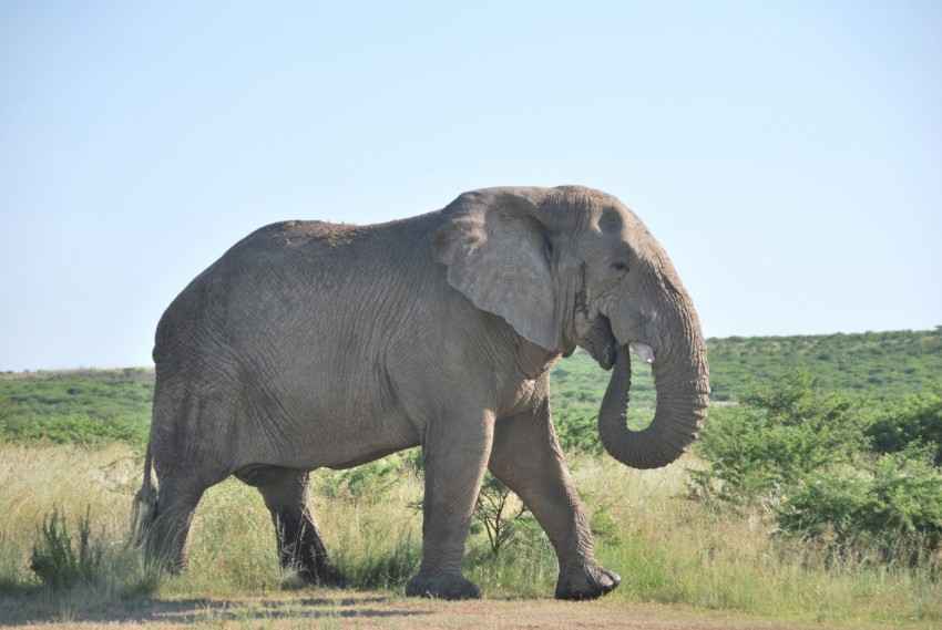 a large elephant walking across a grass covered field