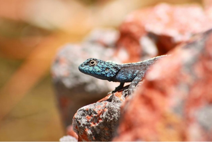 a small lizard is sitting on a rock