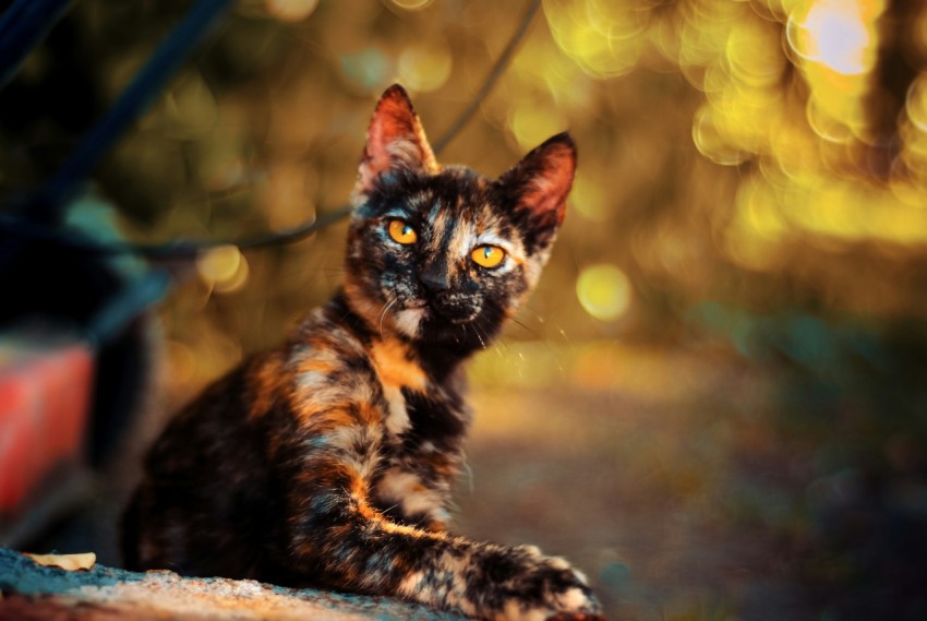 a cat sitting on a log in the woods