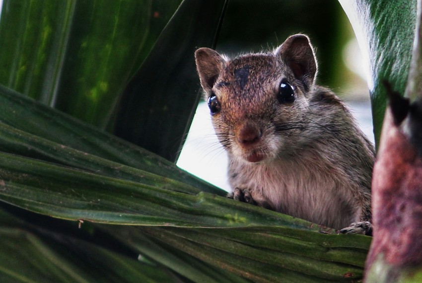 a small rodent sitting on top of a palm tree 2NOEv59o