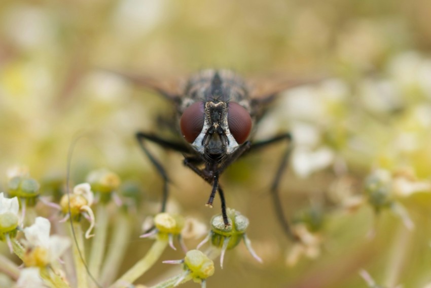 a close up of a fly on a flower