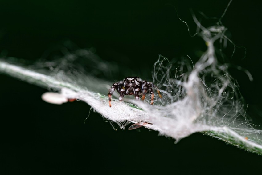 a close up of a spider on a leaf