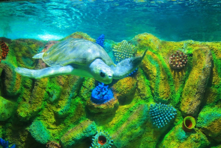 a turtle swimming over a colorful coral reef