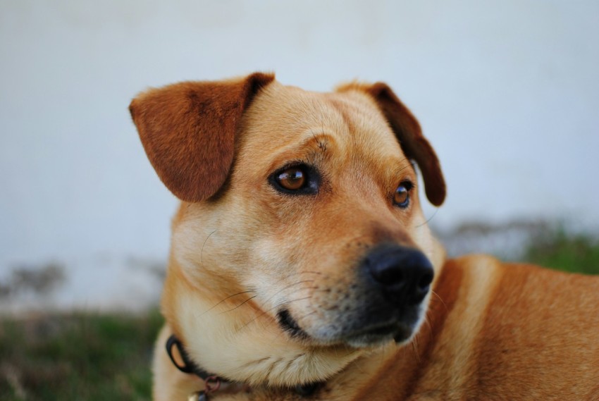 short coated brown dog