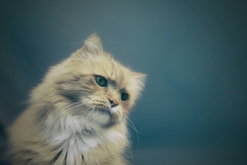 long fur gray cat