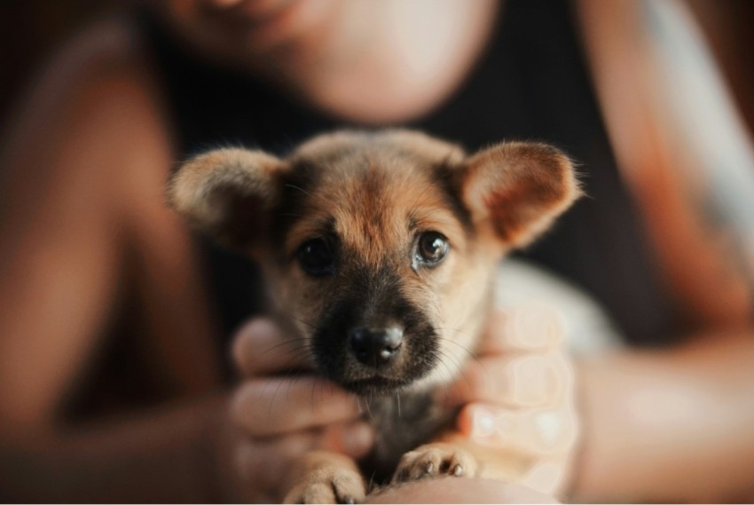 person holding brown puppy