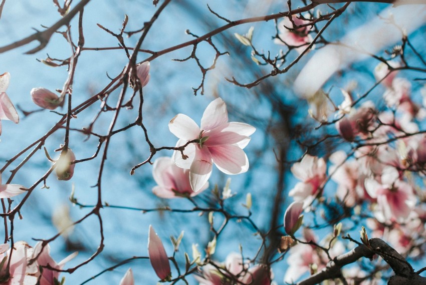 white and pink cherry blossom