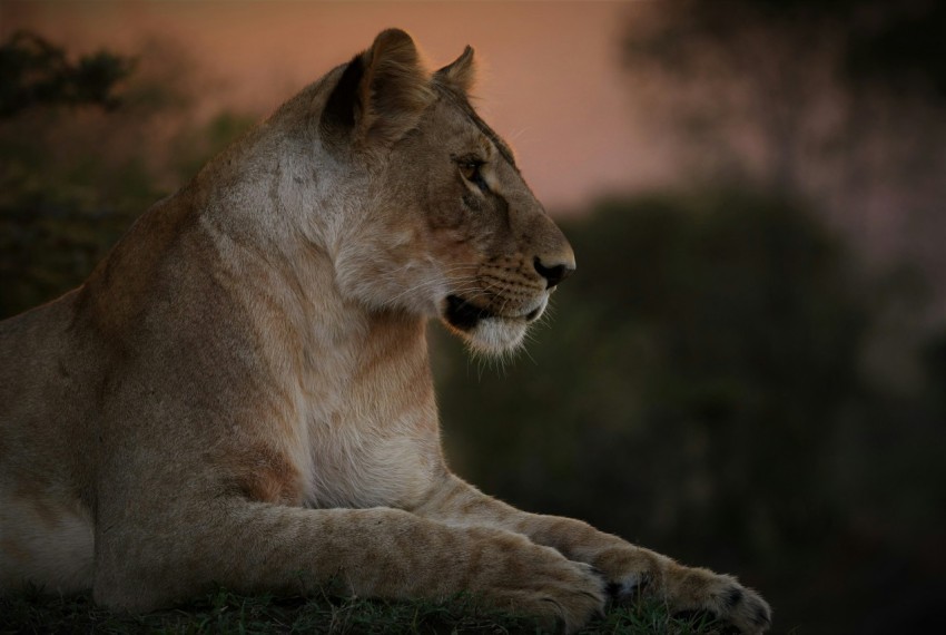 brown lioness lying on ground during daytime