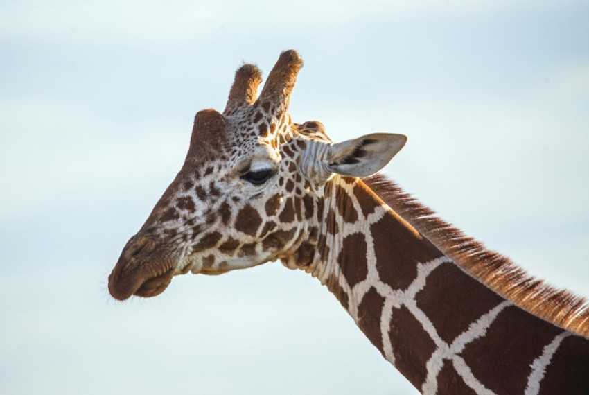 close up photo of brown and white giraffe