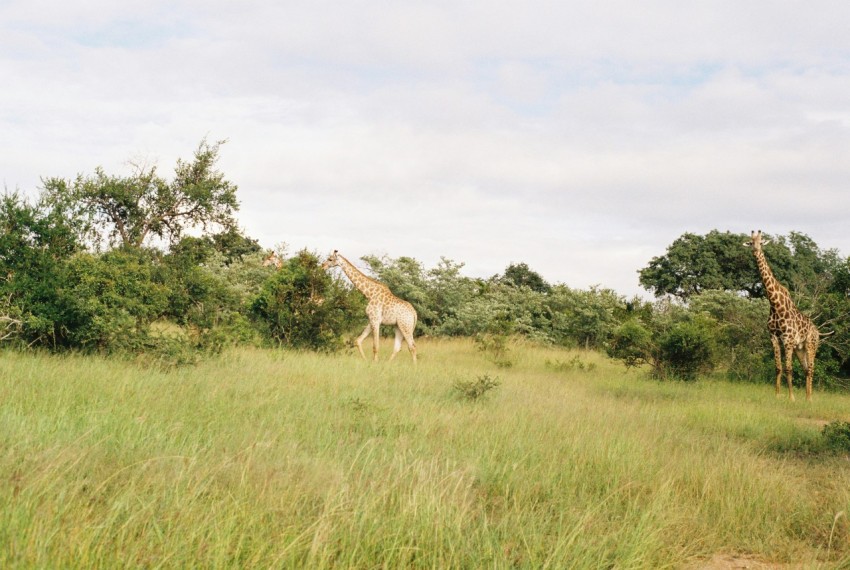 giraffe on green grass field during daytime jHnx47NyK