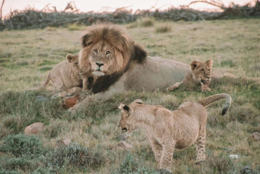 lion and lioness on green grass field during daytime