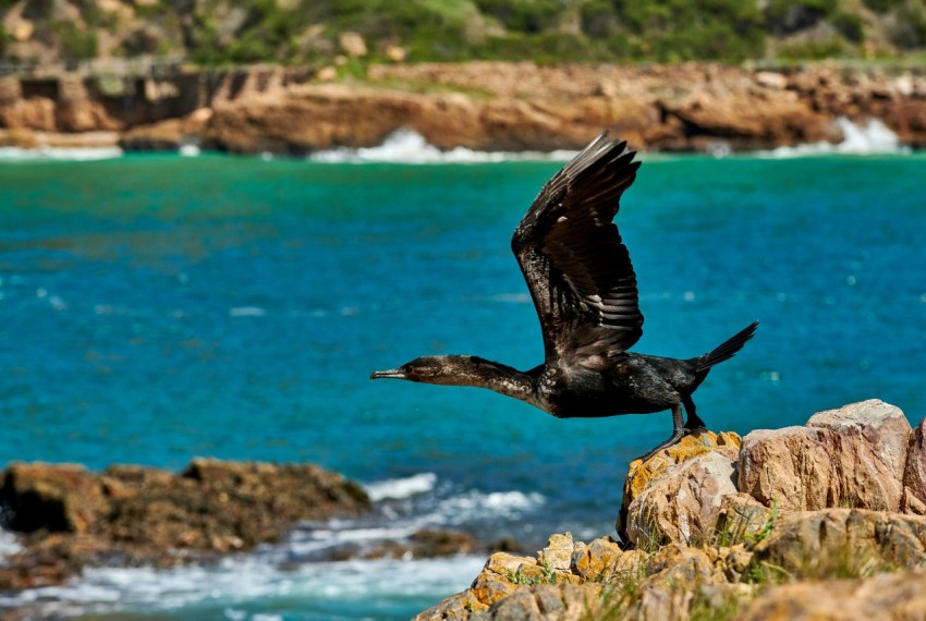 a black bird flying over a rocky beach next to the ocean