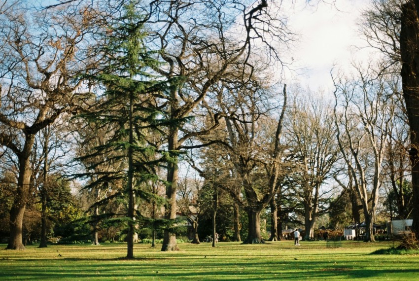 a park filled with lots of green grass and lots of trees