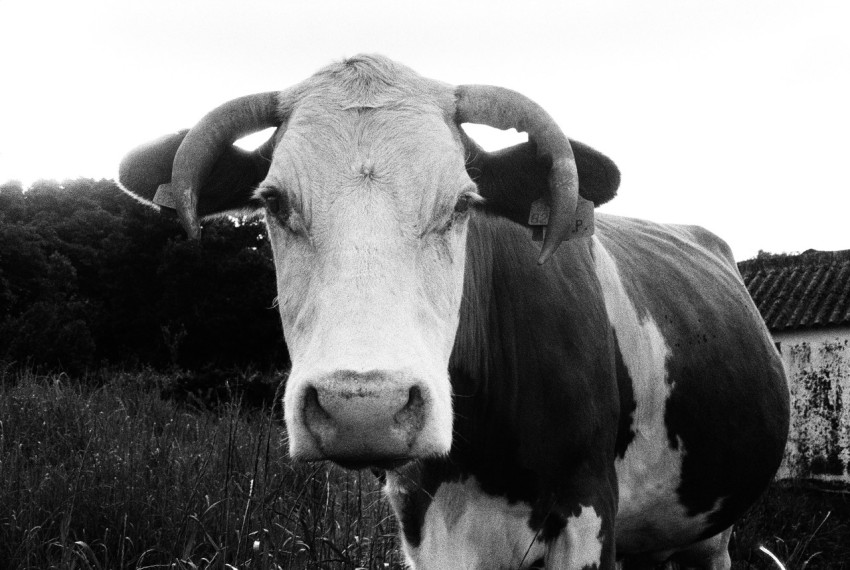 a black and white photo of a cow in a field