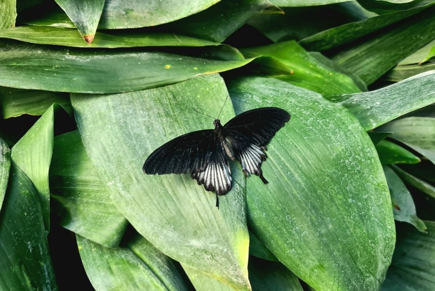 a black and white butterfly sitting on top of green leaves wtAewxJ