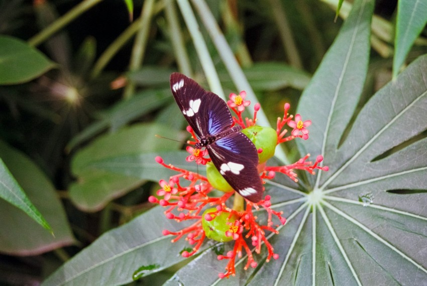 a butterfly sitting on top of a red flower