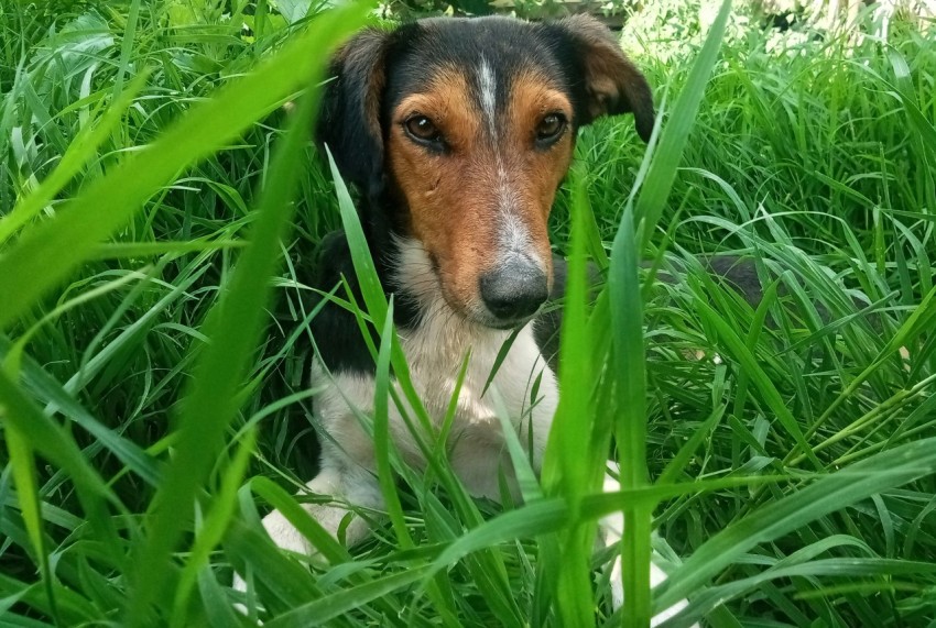 a dog in the grass