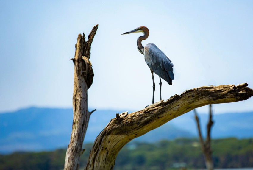 a bird is standing on a tree branch