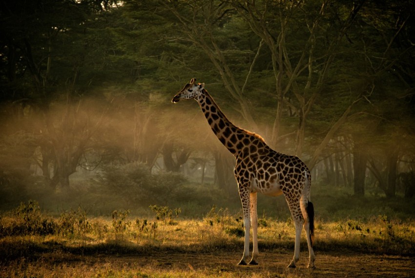 a giraffe standing in a field with trees in the background