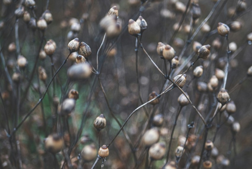 a close up of a bunch of dead flowers