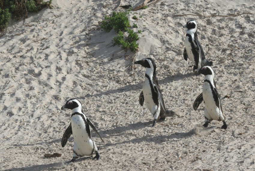 a group of penguins walking along a sandy beach