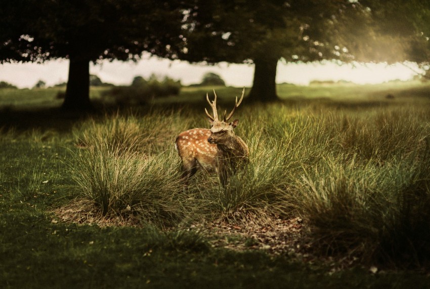 brown deer on green grass field during daytime