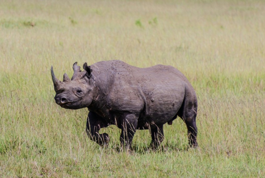 a rhinoceros standing in a field of tall grass