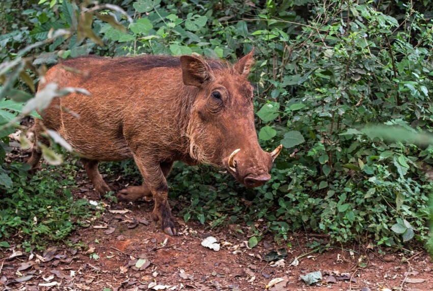 person taking photo of brown boar