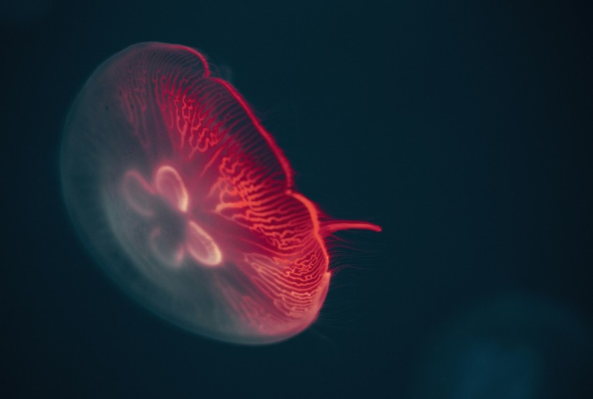 red jellyfish in dark room ZsSFWAOv