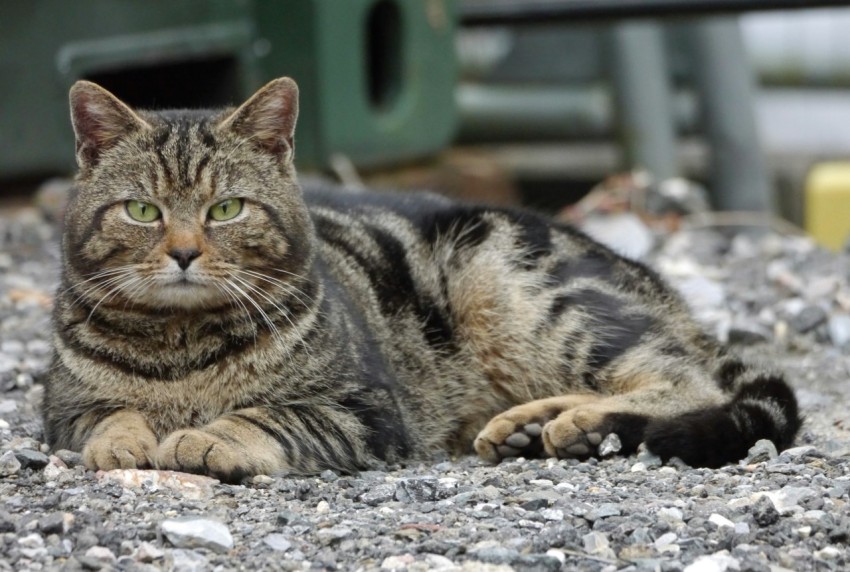 a cat laying on a gravel ground next to a bench uB