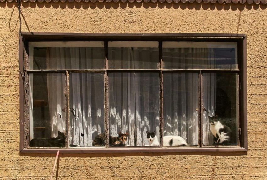 white and black cat on window