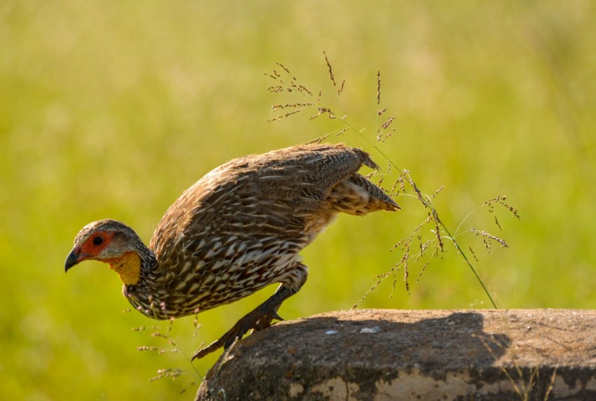 bird about to fly