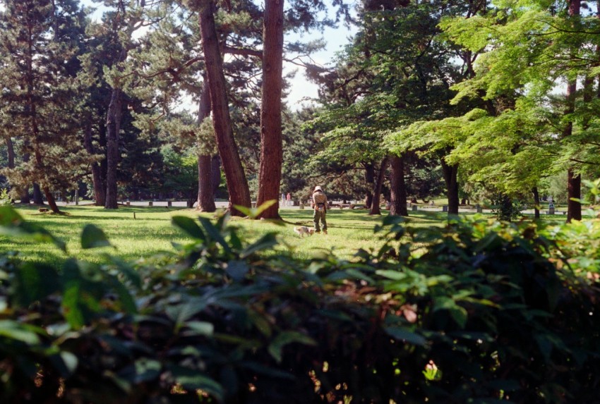 a man riding a horse through a lush green park