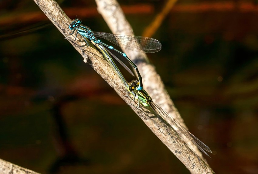 a blue and green insect sitting on a branch