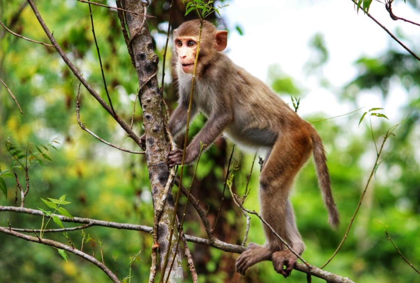 a monkey sitting on a tree branch in a forest