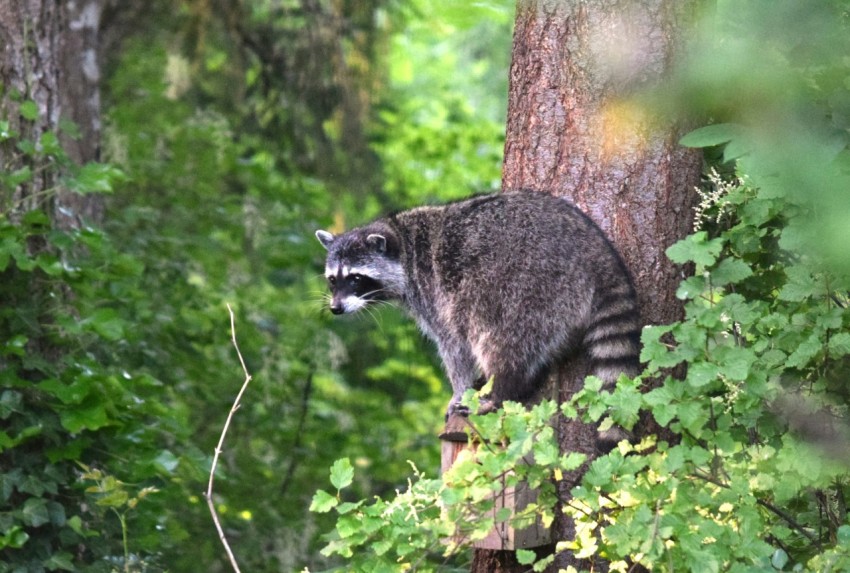 a raccoon standing on a tree stump in a forest