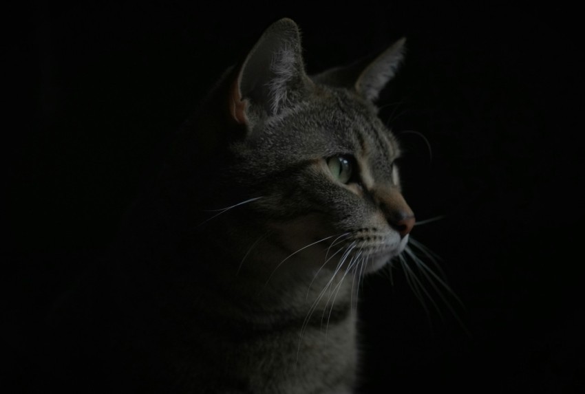 a cat sitting in the dark looking at something