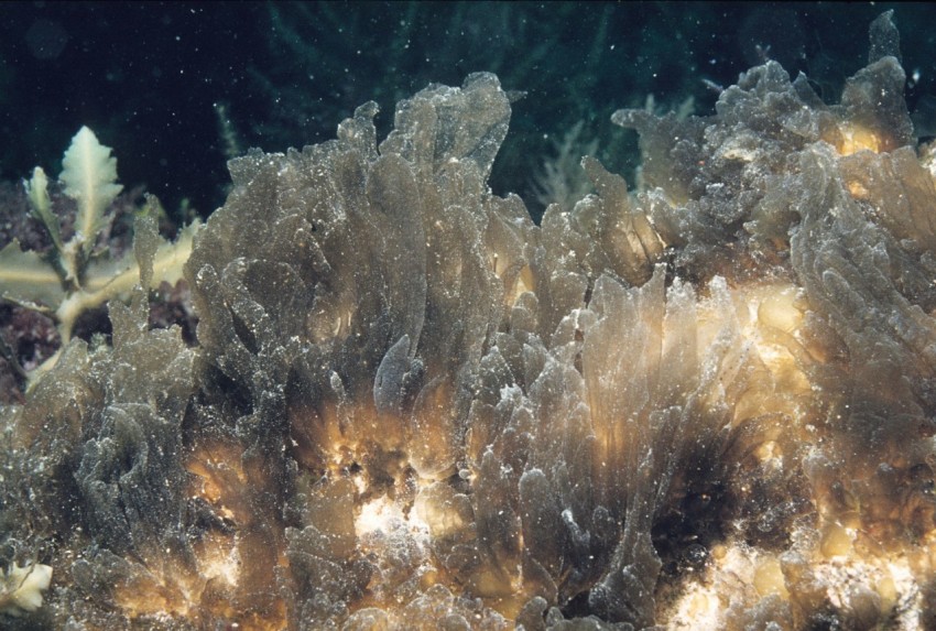 egg masses at 14 meters depth