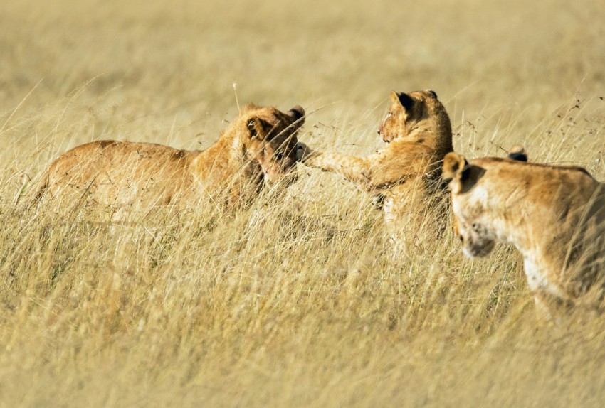 three gold lions on field vXrFaPYq