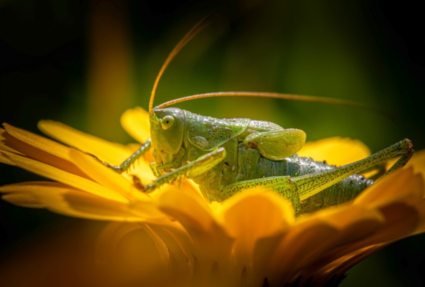 a close up of a grasshopper on a flower