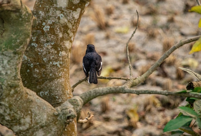 a small black bird perched on a tree branch