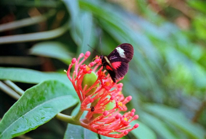 a butterfly sitting on a flower in a garden