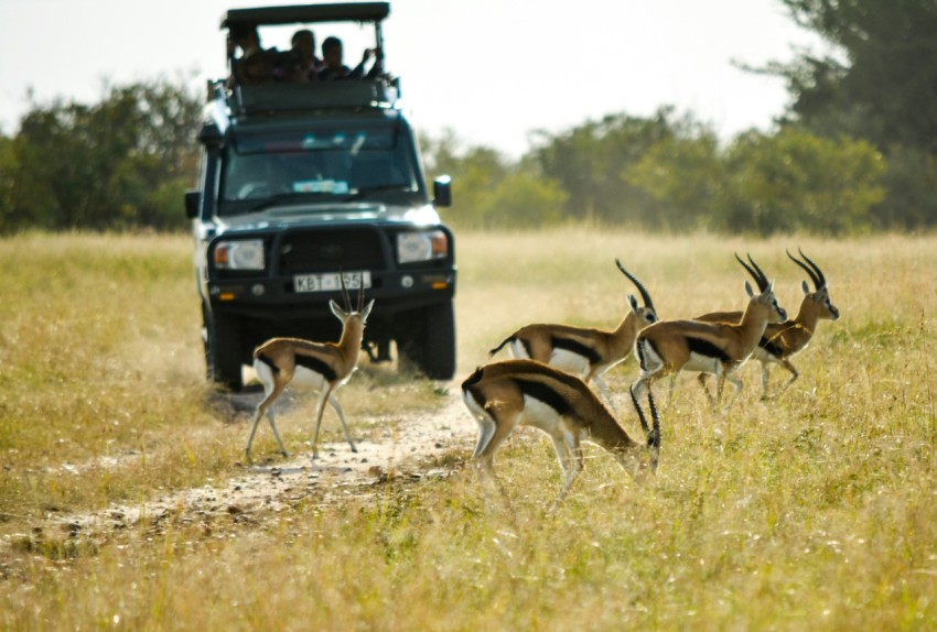 vehicle running near the antelope during daytim DEBrMzu