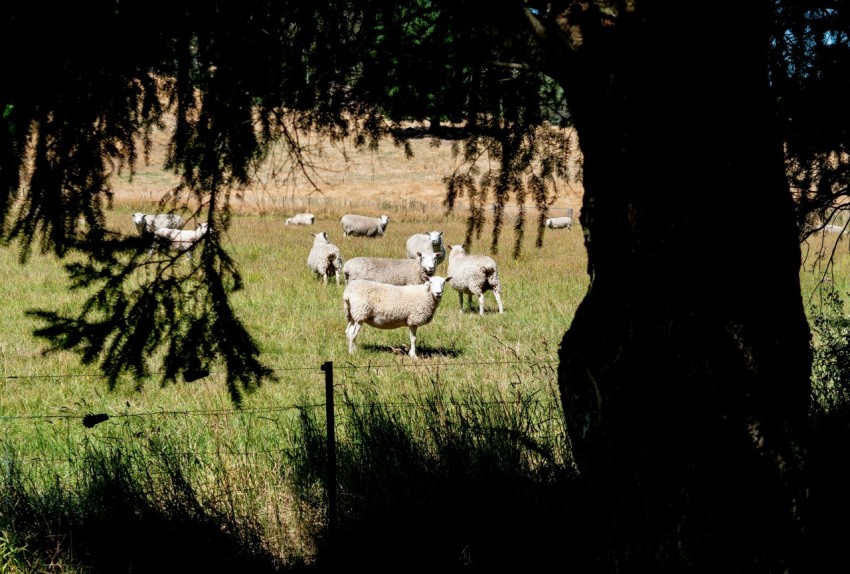 a herd of sheep grazing on a lush green field