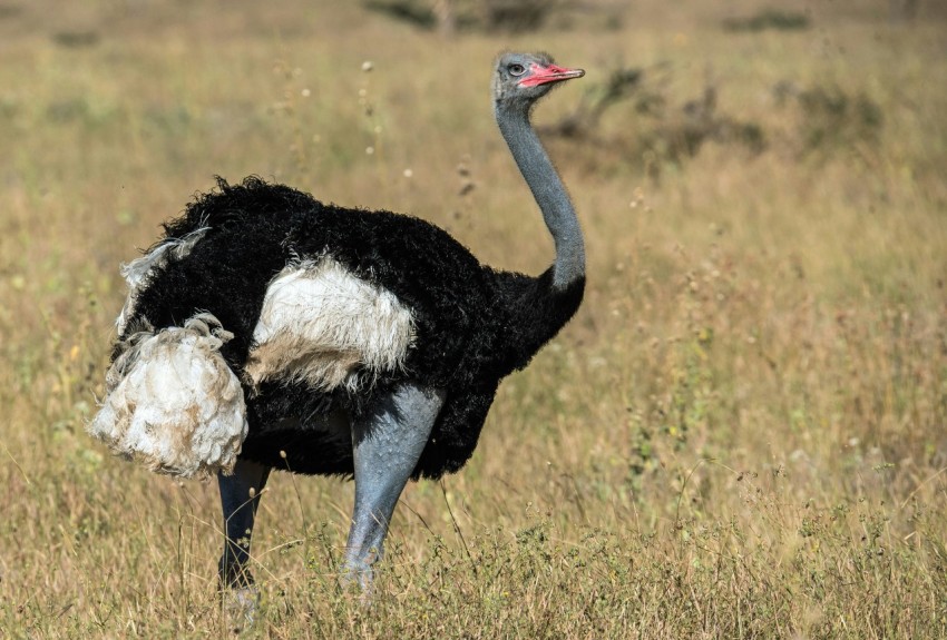 macro shot photography of ostrich during daytime