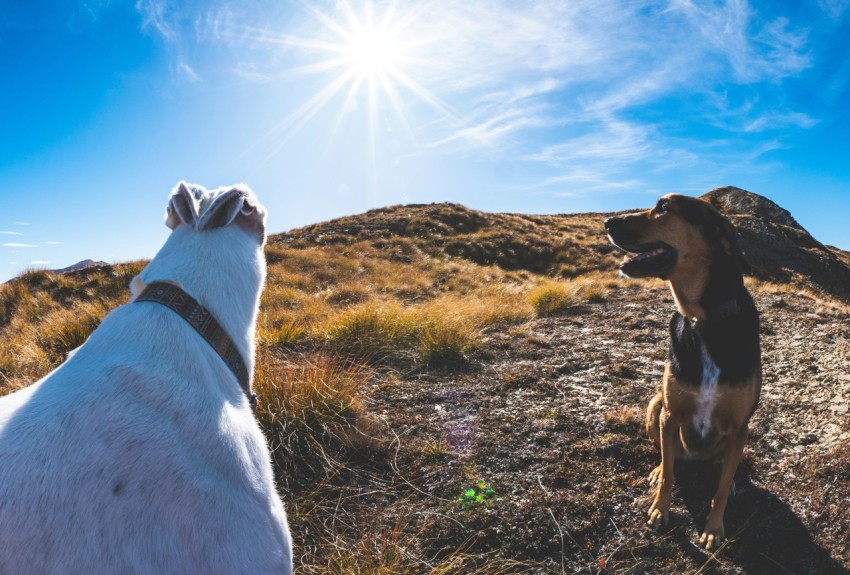 a dog and a dog looking at each other