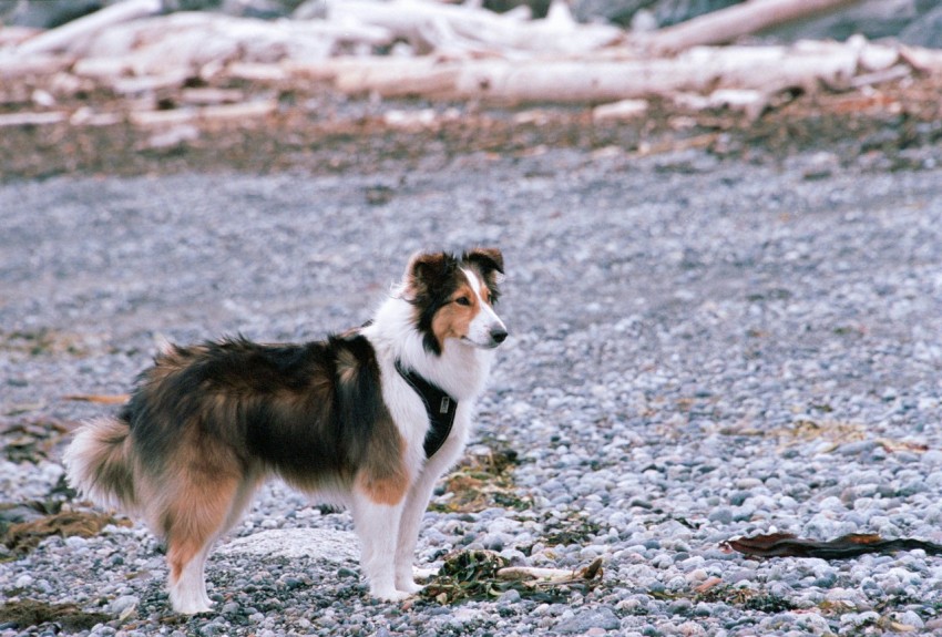 a dog is standing in a rocky area