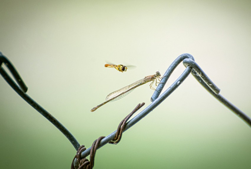 a close up of a wire fence with a bee flying by