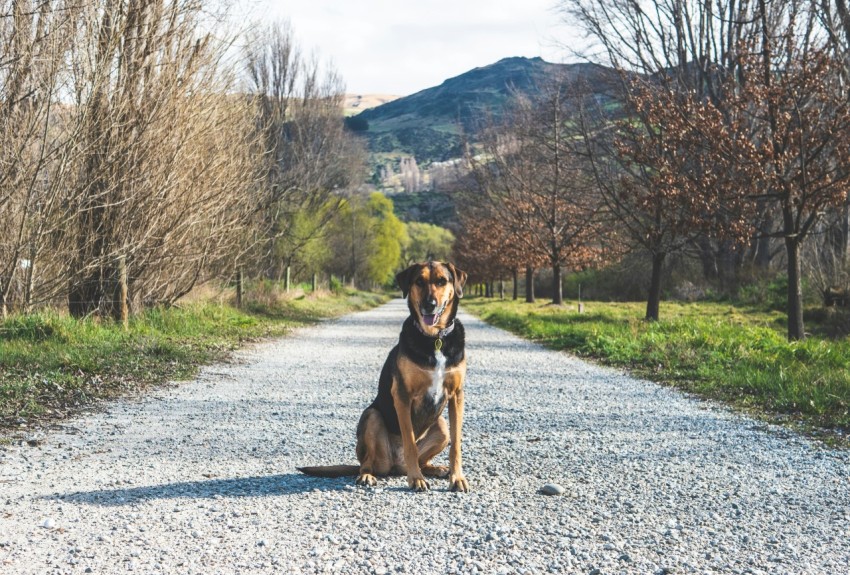 a dog is sitting on a gravel road